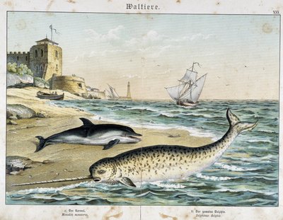Dauphin och Narwhal (eller Narwhal), en val - i "" Nature Stories of Mammals"", red. Schreiber av Unknown artist