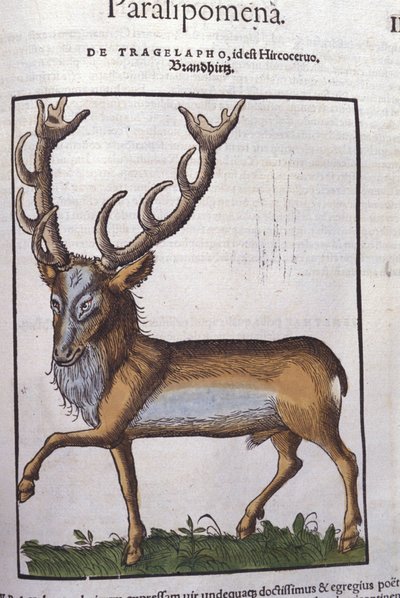 Rådjur efter Historia animalium av Konrad Gesner, Tiguri av Unknown artist