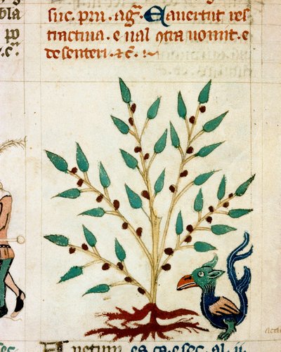 Beskrivning av ett fantastiskt träd och djur. Miniatyr hämtad från ett provensalskt manuskript av typen "" Dis des philosophes"" (MS Palat. 586) 1300-talets Biblioteca Nazionale Florence av Unknown artist
