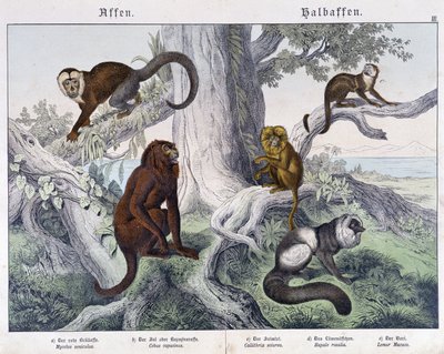 Olika raser av apor - i "" Natural history of mammals", red. Schreiber av Unknown artist