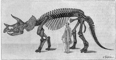 Dinosaurieskelett: "" Triceratops prorsus"", mars. Klippiga bergens övre krita. Reproduktion av teckningen meddelad av Mr. March till Albert Gaudry vid Institutet. Gravyr i "" La Nature: revue des sciences et de leurs applications aux ar av Unknown artist