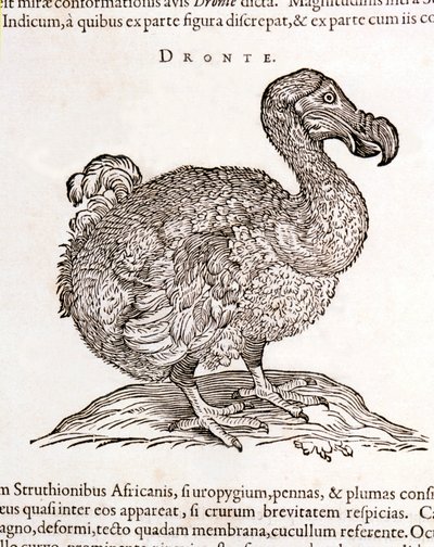 Dodo eller Dronte. Fågel försvann - i "On both natural and medical matters in India" av William Piso, Amsterdam av Unknown artist