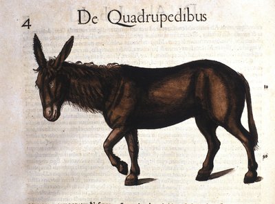 Åsnan från Historia Animalium av Conrad Gesner, Tiguri 1560 av Unknown artist