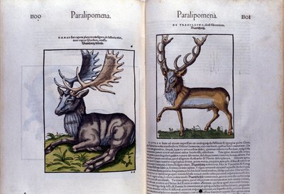 Dubbelsida av rådjur i Historia Animalium av Conrad Gesner (1516 - 1565), Tiguri av Unknown artist
