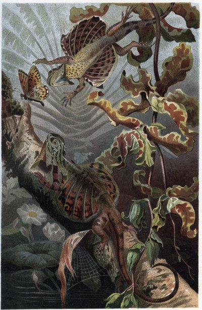 Draco volans, variation av trädlevande lezard - Draco (släkte) (flygande drakar) - gravyr från "" Brehms djurliv"" av Alfred Edmund Brehm (1829-1884) av Unknown artist