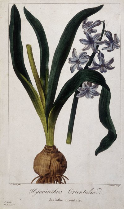 Östlig hyacint (Hyacinthus Orientalia) Botanisk tavla av asiatiska växter från 1800-talet. av Unknown artist