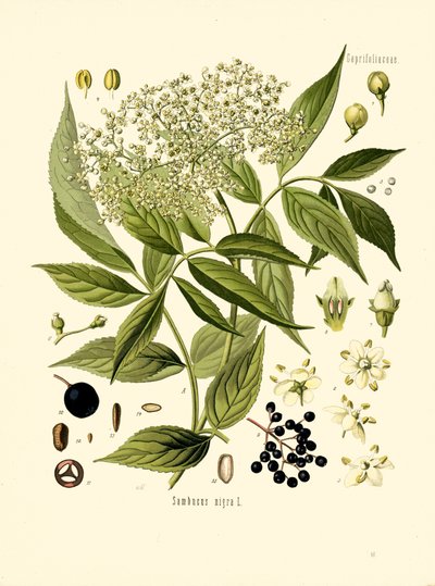 Elder Bore Tree (färg litho) av Unknown artist