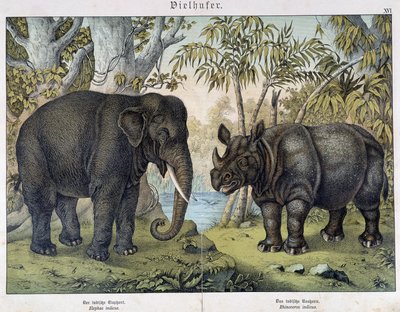 Elefant och noshörning - i "" Natural history of däggdjur", red. Schreiber, München av Unknown artist