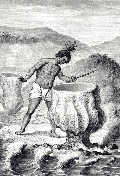 Gravyr som visar en mängd olika svampar som kallas Neptunus bägare (Thalassema Neptune) av Unknown artist