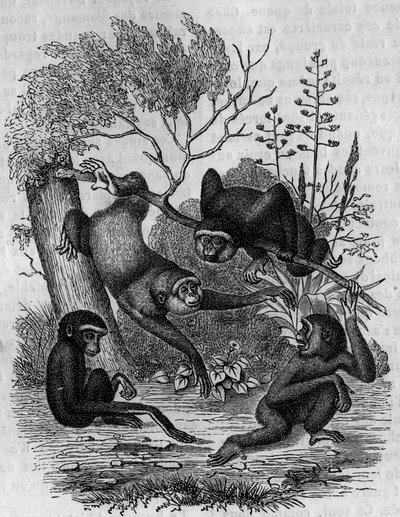 Gravyr som föreställer Gibbons Hoolock av Indien. av Unknown artist
