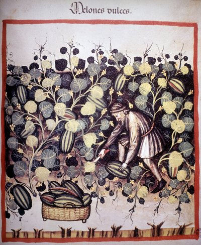 Gravyr som representerar samlingen av meloner från "Tacuinum Sanitatis". B.N., Wien. av Unknown artist