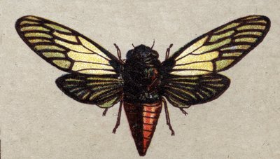 Entomologi: avbildning av en röd cikada, insektsserie, början av 1900-talet (chromo) av Unknown Artist