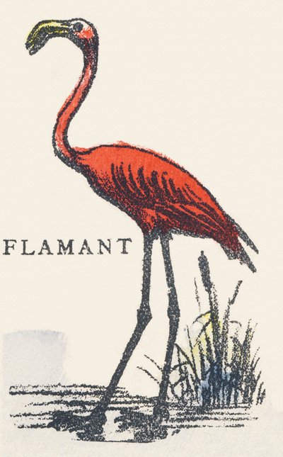 F: flamingo av Unknown artist