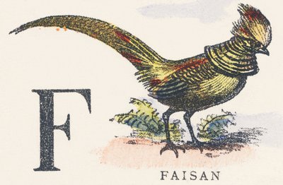 F: fasan av Unknown artist