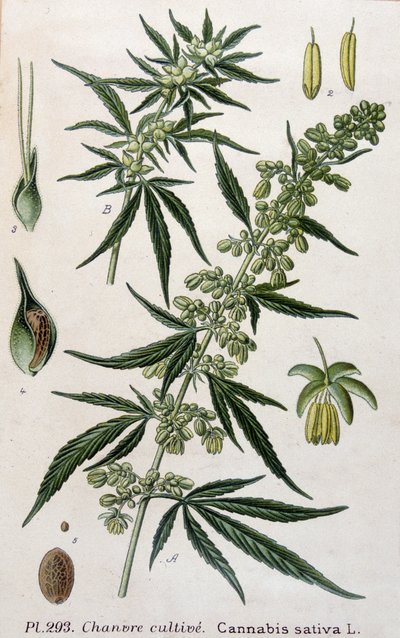Kvinnlig cannabisväxt. 1800-talsgravyr av Unknown artist
