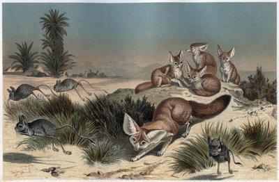 Fennec ou fox des sable du Sahara - Ökenräv (Vulpes zerda) - gravyr från "" Brehms djurliv"" av Alfred Edmund Brehm (1829-1884) av Unknown artist