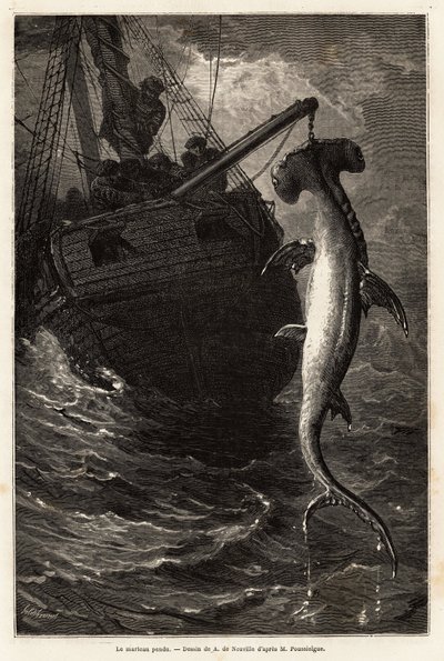 Fiskar en hammarsvall, 7 meter lång, i vattnet nära Anastasia Island. Gravyr för att illustrera berättelsen fyra månader i Florida, av Achille Pousselgue 1851-1852, publicerad i "" Le tour du monde"" 1870-1871, redigerad av Edouard Charton, Hachette redige av Unknown artist