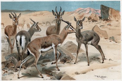 Gasell - gravyr från "" Brehms djurliv"" av Alfred Edmund Brehm (1829-1884) av Unknown artist