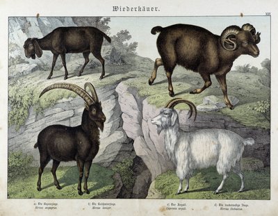 Get - i "Natural History of Mammals", red. Schreiber av Unknown artist
