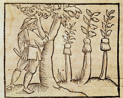Ympa träden, illustration från De Agricoltura Vulgare, av Pier Crescenzio (1233-1320), upplaga publicerad i Venedig av Unknown artist