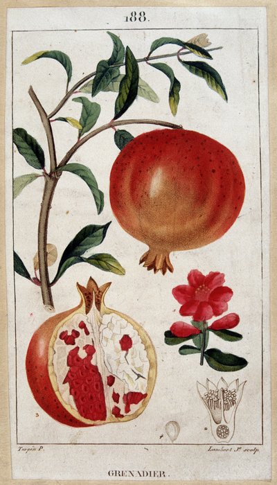 Grenadier - botanisk tavla 1800-talet av Unknown artist