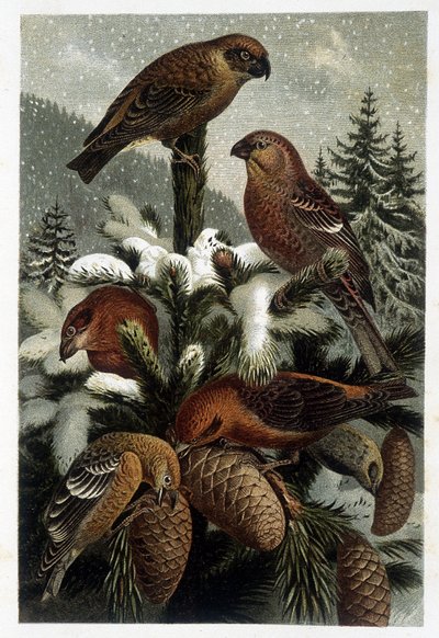 Domherre av tallskogar och kryssningar (Bouvreuils) - i "La vie des animaux" "av A. E. Brehm, Turin av Unknown artist