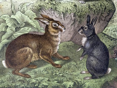 Hare and Rabbit - i "Natural History of Mammals", red. Schreiber av Unknown artist