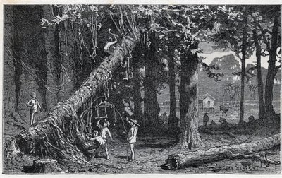 Skörda cinchona bark - Quinquina (Cinchona officinalis) av Unknown artist