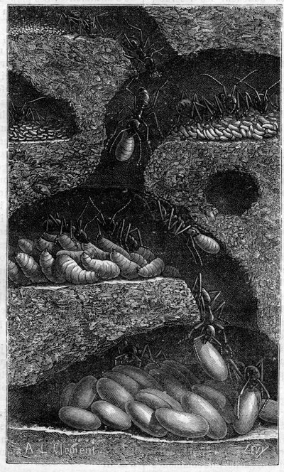 Inhysa ägg och larver i en myra. Gravyr i "" le journal de la Jeunesse "" från 1888. av Unknown artist