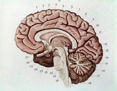 Mänsklig hjärnsektion med cerebrala hemisfärer och lillhjärnan (gravyr av Unknown artist