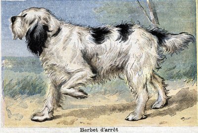Jakthund: Stoppa Barbet av Unknown artist