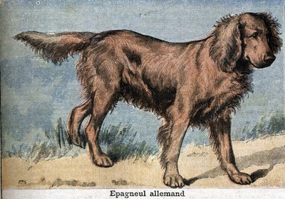 Jakthund: Tysk spaniel av Unknown artist