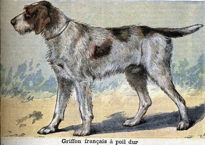 Jakthund: Griffon francais hårdhårig av Unknown artist
