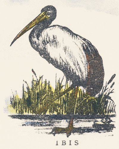 Jag: ibis av Unknown artist