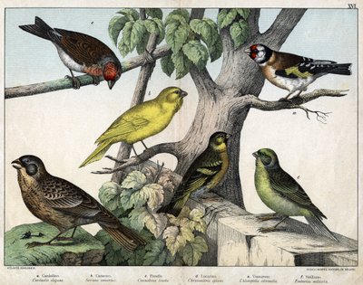 Illustration till "Natural History of birds"", red. Hoepli, Milano av Unknown Artist