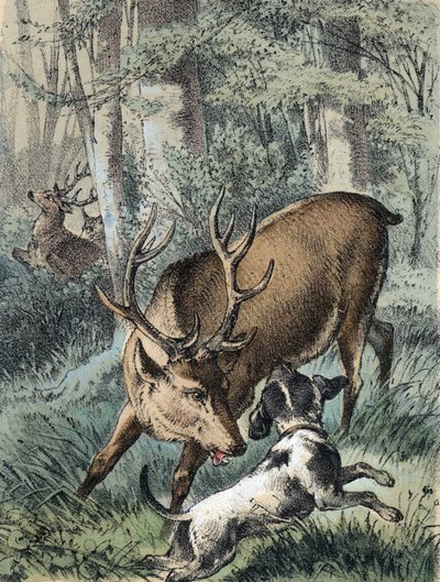 Illustration av Franz Hoffmanns berättelser "" Sagor och fabler - "" De 2 rådjuren"": ett rådjur springer iväg och det andra slåss med en hund. Kromolitografi av 1800-talet. av Unknown artist