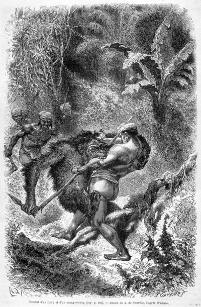 Illustration publicerad i 1862 års upplaga av "Le Tour du monde" som visar en strid mellan en dayak och en orangoutang (orang-utang, orang-outang, orang-utang) på ön Borneo. Gravyr. av Unknown artist