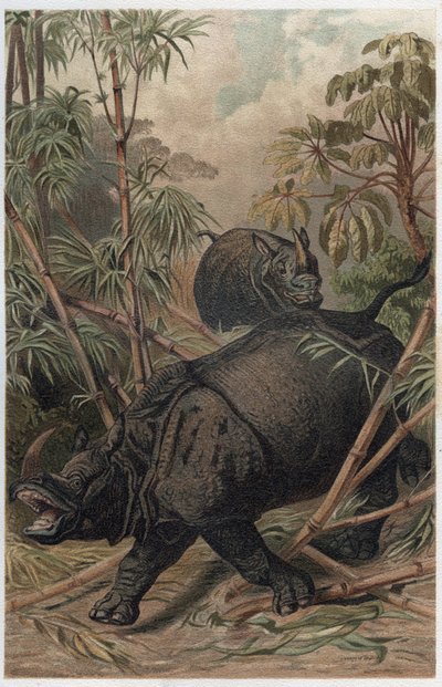 Indisk noshörning - Den indiska noshörningen (Rhinoceros unicornis) - gravyr från "" Brehms djurliv"" av Alfred Edmund Brehm (1829-1884) av Unknown artist