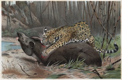 Jaguar (Panthera onca) - gravyr från "" Brehms djurliv"" av Alfred Edmund Brehm (1829-1884) av Unknown artist