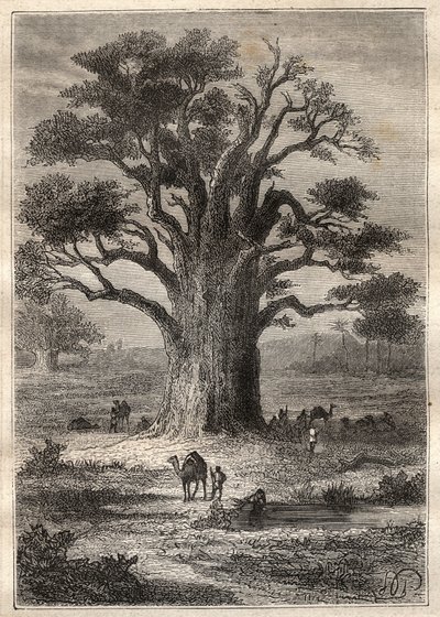 Resa (1798) av Frederic Conrad (Konrad) Hornemann (1772-1801) till Fezzan (Libyen): en baobab - illustration hämtad från "" The Great Mariners of the 18th century""" av Unknown artist