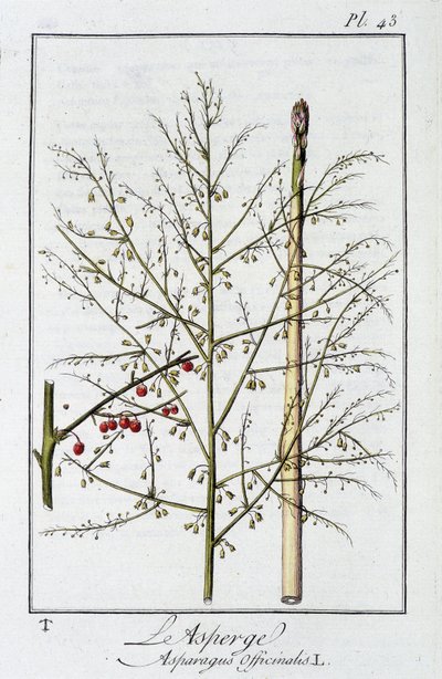 Sparris (Asparagus Officinalis) - i "Övningar i botanik för bruk av handlare", redigerad av J.C. Philibert, Imprimerie de Crapelet, Paris av Unknown artist