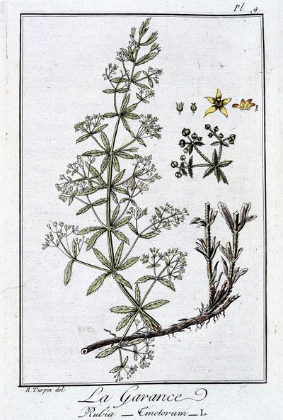 La Garance (Rubia Tinctorum) - i "Övningar i botanik för bruk av handlare", skriven av J.C. Philibert, Imprimerie de Crapelet, Paris av Unknown artist