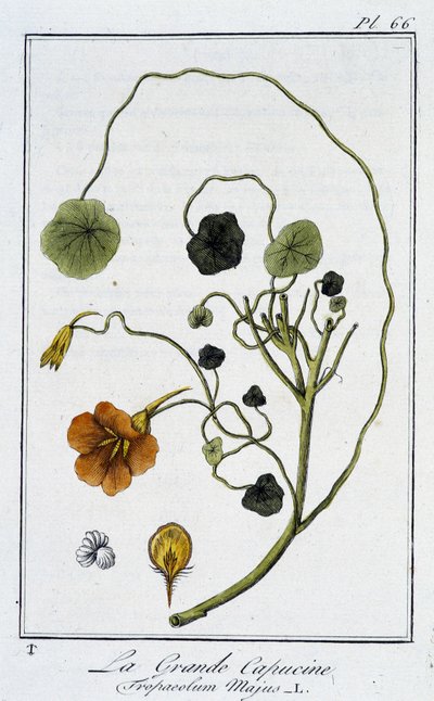 La Grande Nasturtium (Tropaeolum Majus) - i "Övningar i botanik för bruk av handlare", skriven av J.C. Philibert, Imprimerie de Crapelet, Paris av Unknown artist