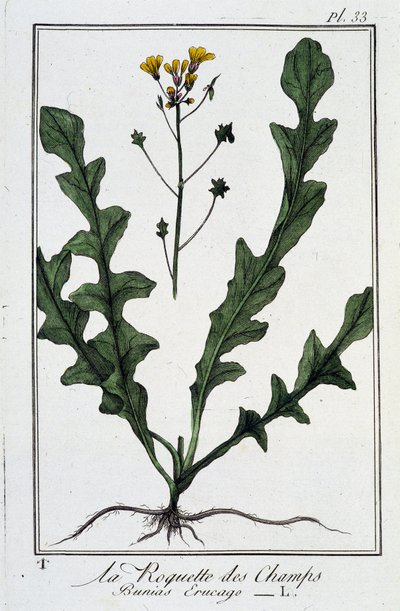 La Roquette des Champs (Bunias Erucago) - i "Övningar i botanik för bruk av handlare", skriven av J.C. Philibert, Imprimerie de Crapelet, Paris av Unknown artist