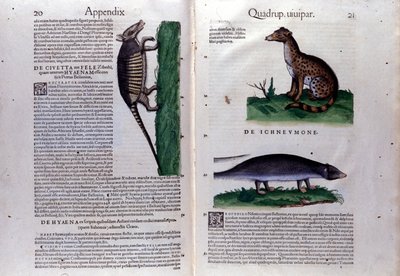 La civette, la hyena och la mangouste, i Djurens historia av Conrad Gesner (1516 - 1565), Tiguri av Unknown artist