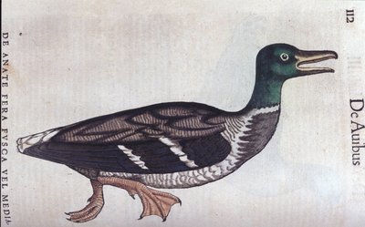 La ducard souchet i Historia Animalium de Conrad Gesner (1516 - 1565), Tiguri av Unknown artist