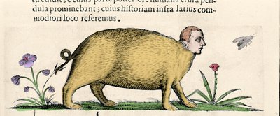 La manticore - i "Om monsters orsakers natur bok två" av Fortunio Även om av Unknown artist