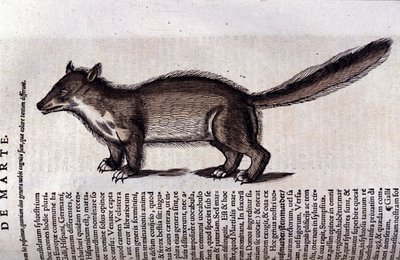 La martre (eller marte) i Historia Animalium de Conrad Gesner (1516 - 1565), Tiguri av Unknown artist