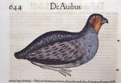 La rapphöna i Historia Animalium av Conrad Gesner (1516 - 1565), Tiguri av Unknown artist