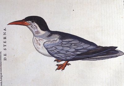 La tern ou swallow des mers i Historia Animalium de Conrad Gesner (1516 - 1565), Tiguri av Unknown artist